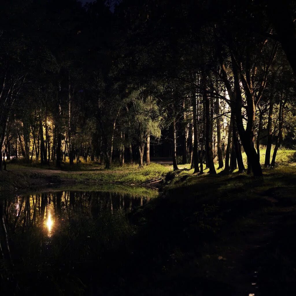 Ночью в лесу 3 класс. «Ночь в лесу». Ночной лес. Ночное озеро в лесу. Ночной пруд.