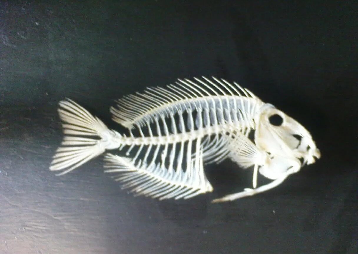 Купить кости рыбы. Скелет иглобрюхой рыбы. Скелет рыбы фугу. Скелет камбалы. Скелет рыбы дорадо.