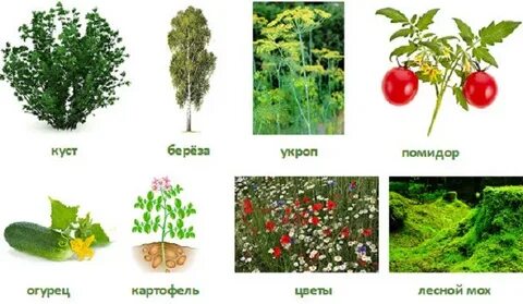 Песню куст березка