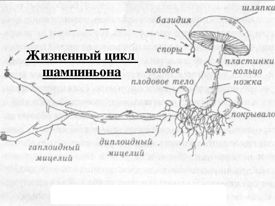 Как размножается мицелий