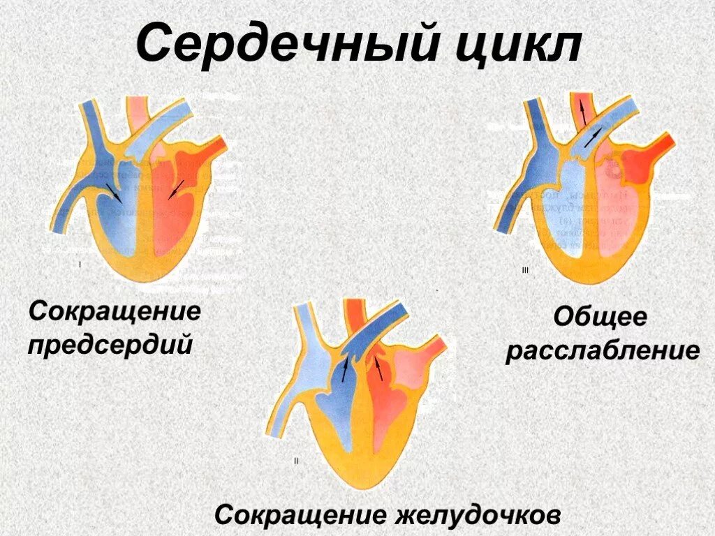 Схема иллюстрирующая сердечный цикл. Фазы сердечного цикла схема. Фазы сердечного цикла сокращение предсердий. Фазы работы сердца схема. Расслабление предсердий и желудочков