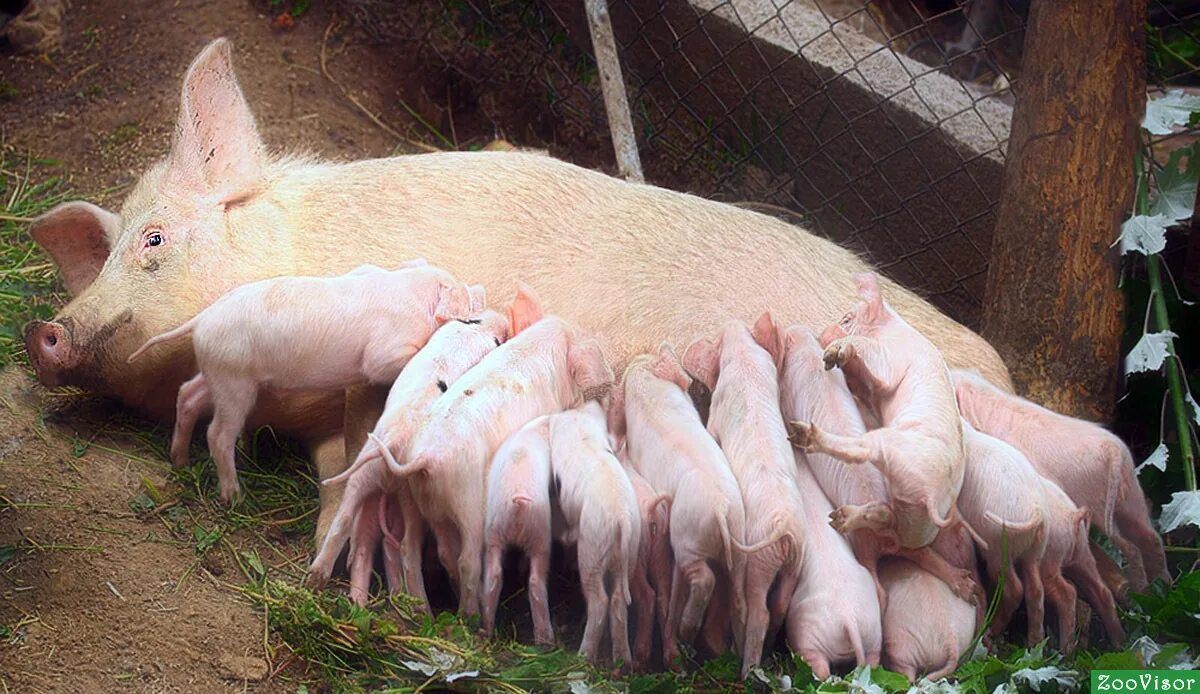 поросенок жареный целиком. живой молочный поросенок. самый страшный поросенок. молочные поросята. молочный поросенок живой.