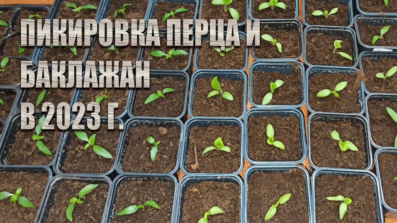 Когда пикировать перец в феврале 2024 года. Пикирование рассады перца. Пикировка перца в марте 2023. Пикировка томатов март 2023. Пикировка перца на рассаду.