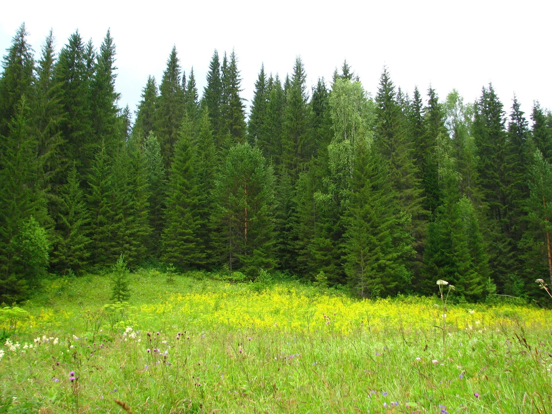 Хвойная луговая