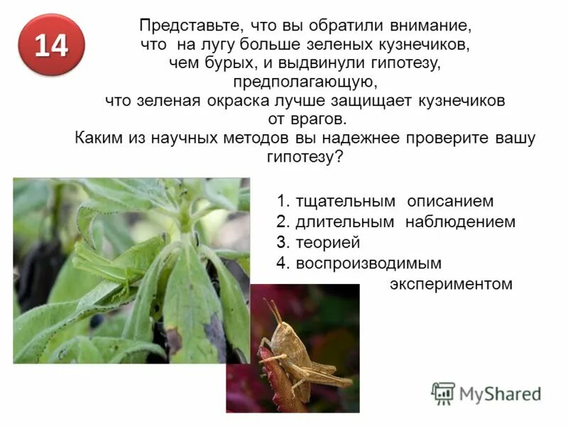 Кузнечик зеленый обыкновенный. Враги кузнечика. Что помогает кузнечику защищаться на лугу. Кузнечик в лесу. Кузнечик описание для детей.