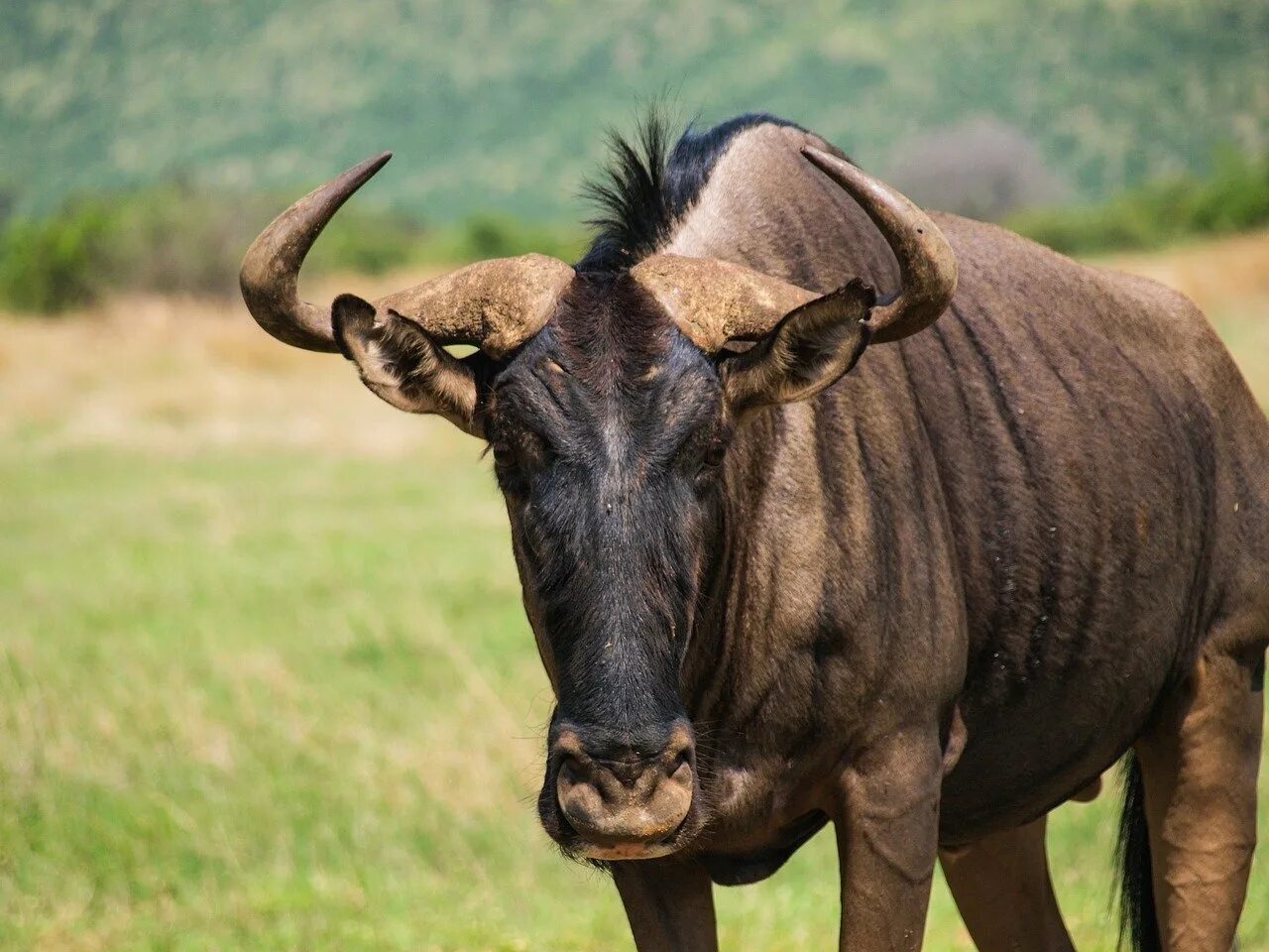 Африканский гну. Антилопа гну. wildebeest антилопа гну. голубая антилопа гну.
