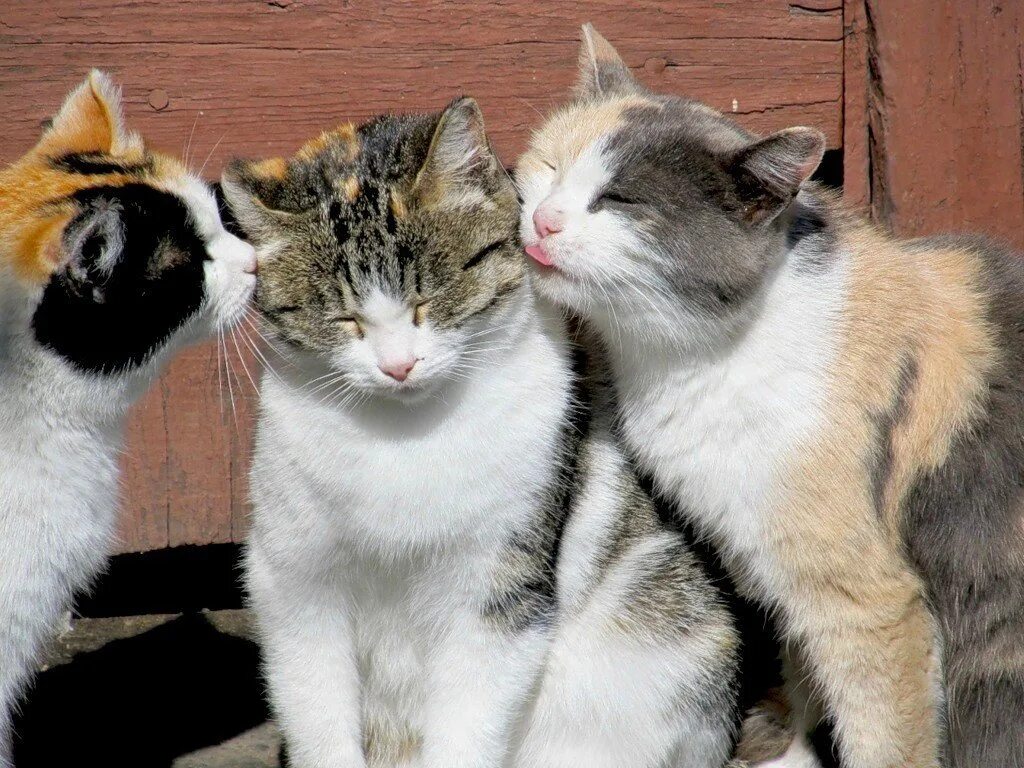 Нет 3 кошки. Три кошки. Два кота. Кошки любовь. Три кошки смешные.