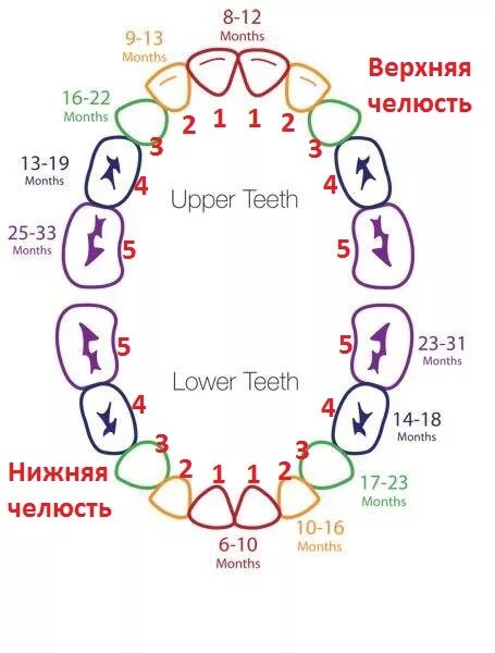 Номера зубов. Левая шестерка снизу зуб.