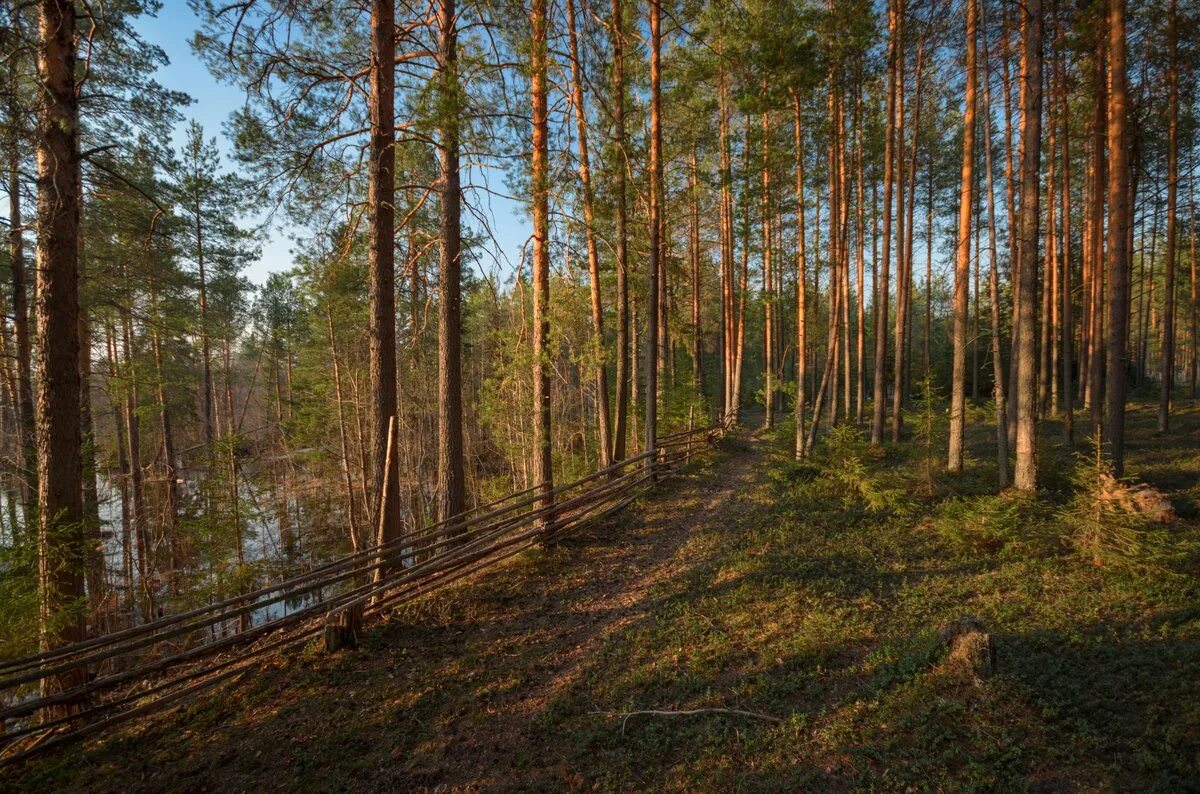 сосновый лес липецк. фаснальский сосновый бор. лес сосна сосновый сосновый бор. парк сосновый бор канск. фаснальский сосновый бор.