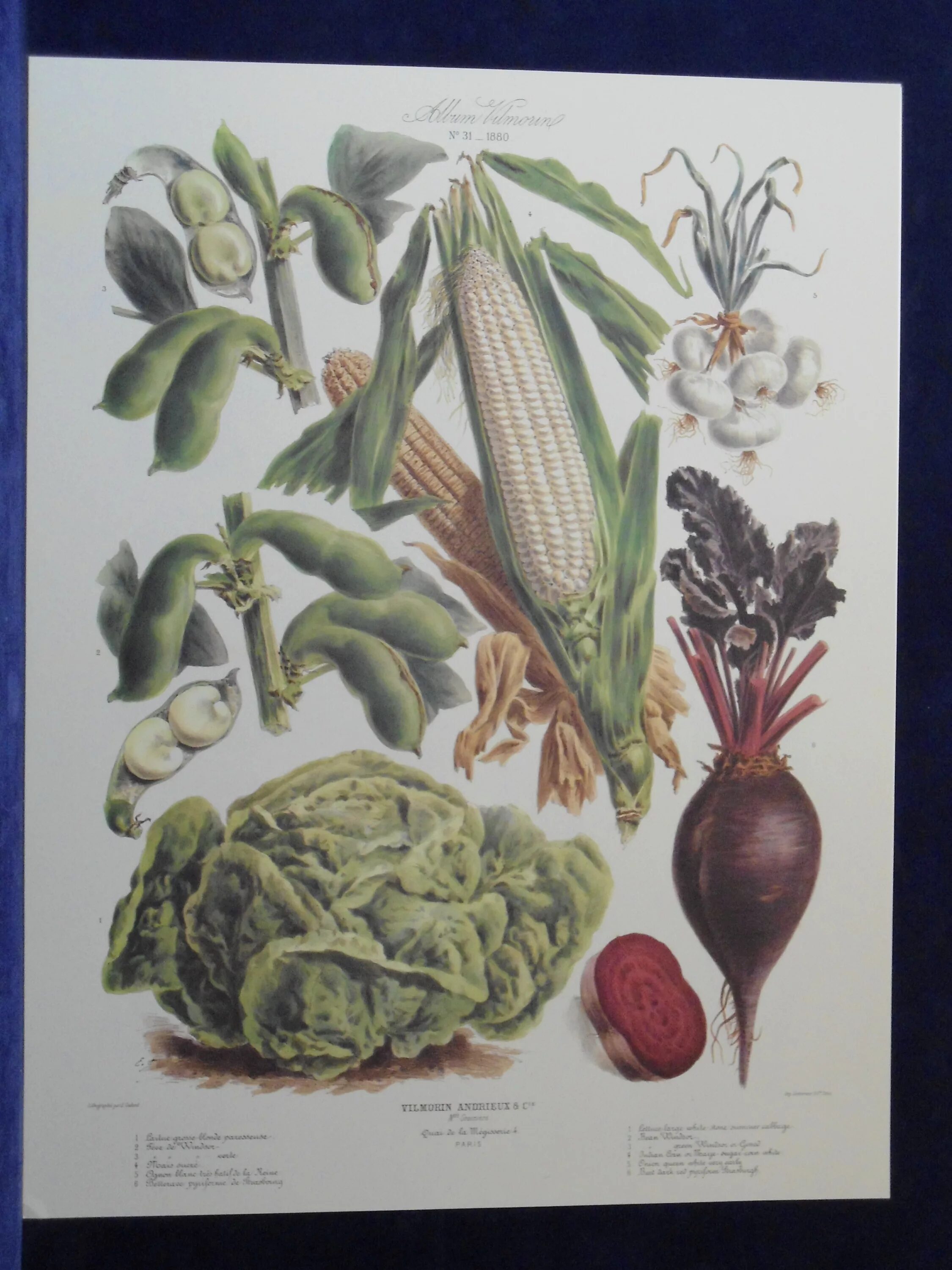 Овощ в ботанике. Botanical illustration овощи. старинные ботанические иллюстрации овощи. овощи гравюра. ботаническая иллюстрация фрукты и овощи.