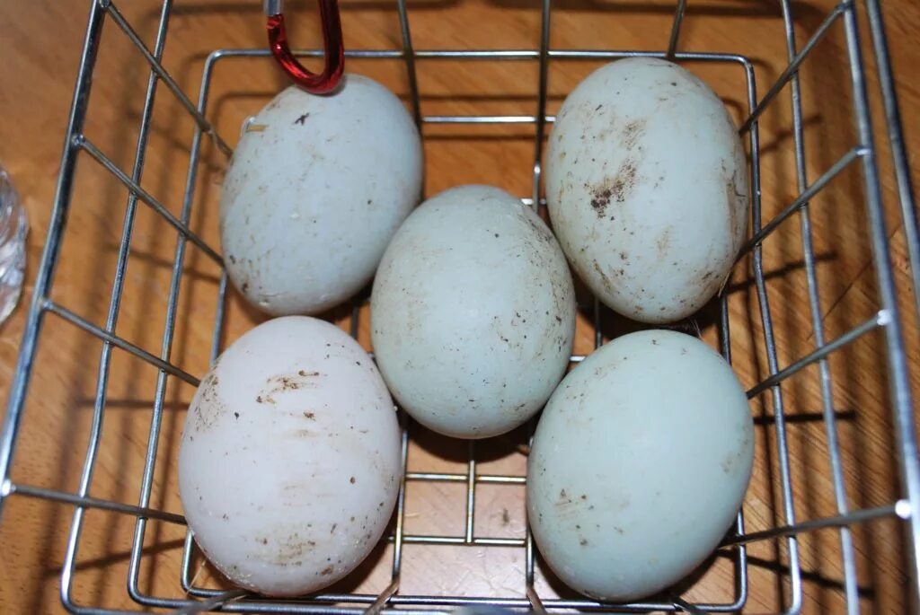 Куриные яйца грязные можно мыть