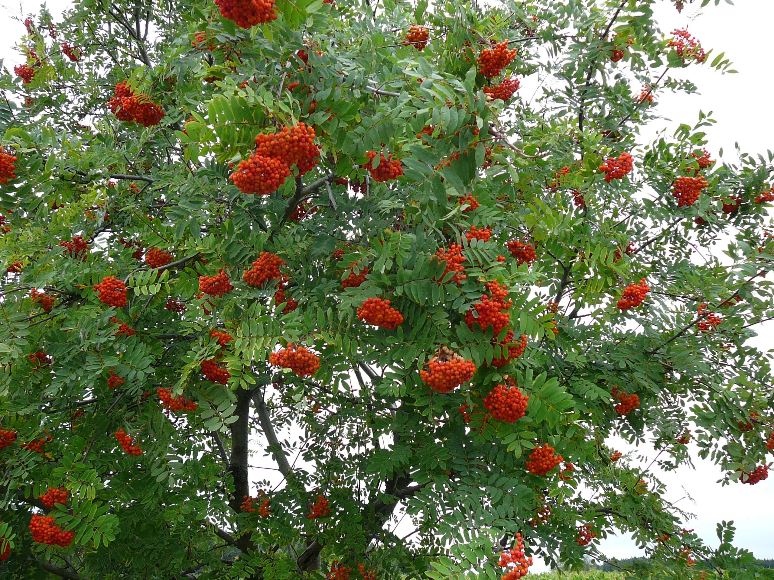 Рябина обыкновенная купить. Рябина обыкновенная Sorbus aucuparia. Рябина Невежинская. Рябина обыкновенная (Sorbus aucuparia l.). Рябина обыкновенная Невежинская красная.