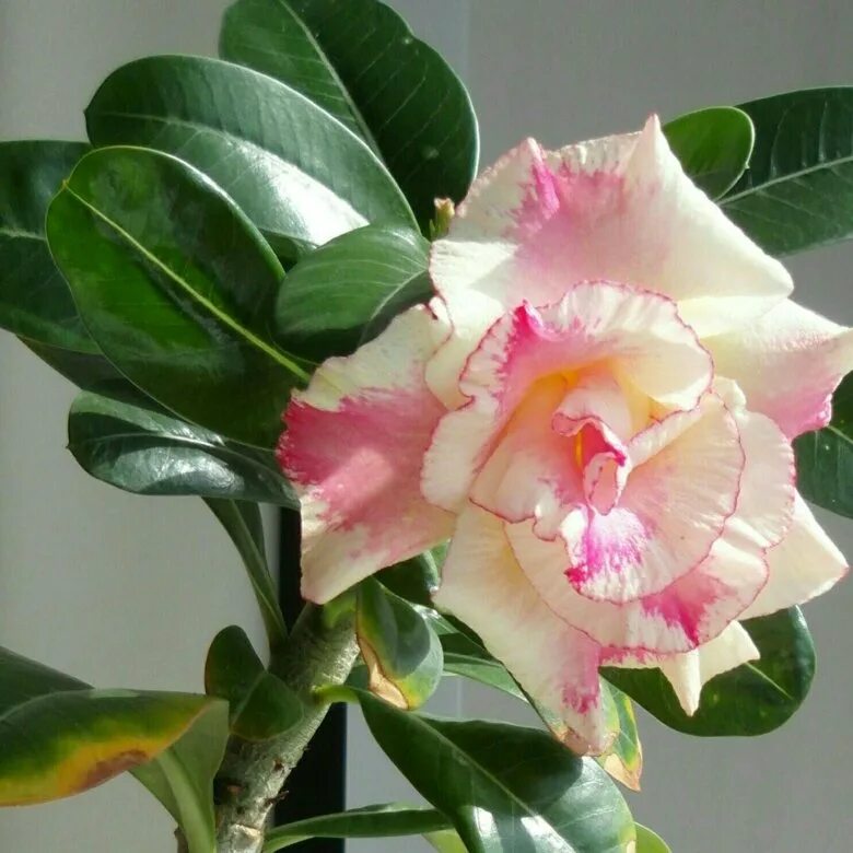 адениум тучный. адениум king stealth. адениум обесум. Adenium obesum sunup star mini size (адениум обесум карликовый восходящая звезда). адениум sunset.