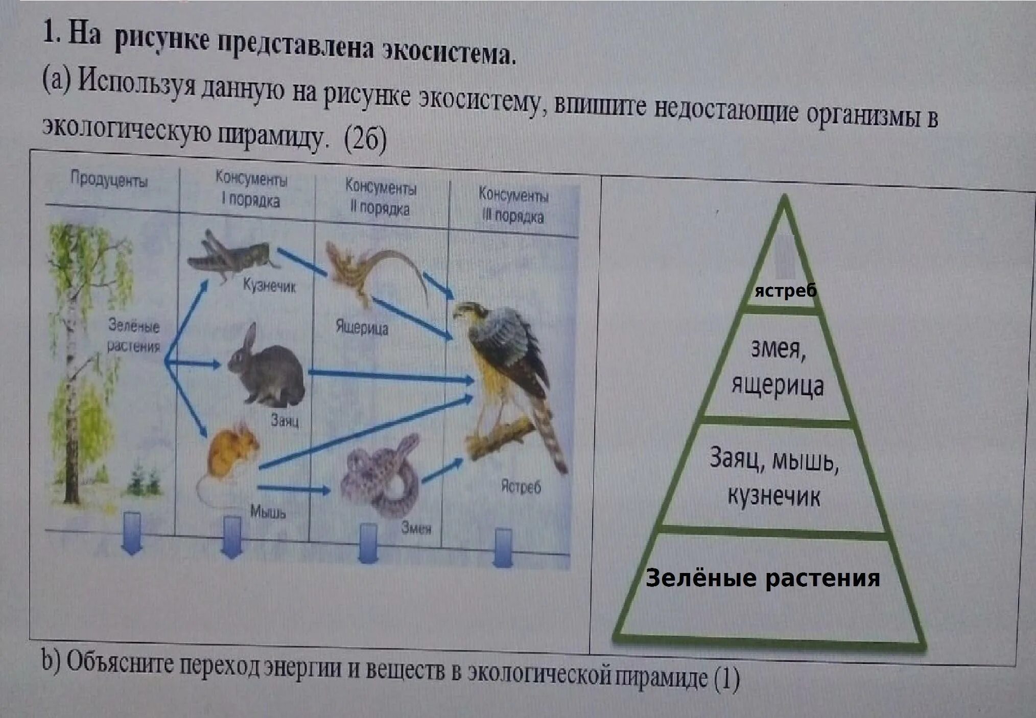 Изучите фрагмент экосистемы океана представленный. Экологическая пирамида. Экосистема. Экологическая пирамида наземной экосистемы. Экологические пирамиды и пищевые цепи схемы.