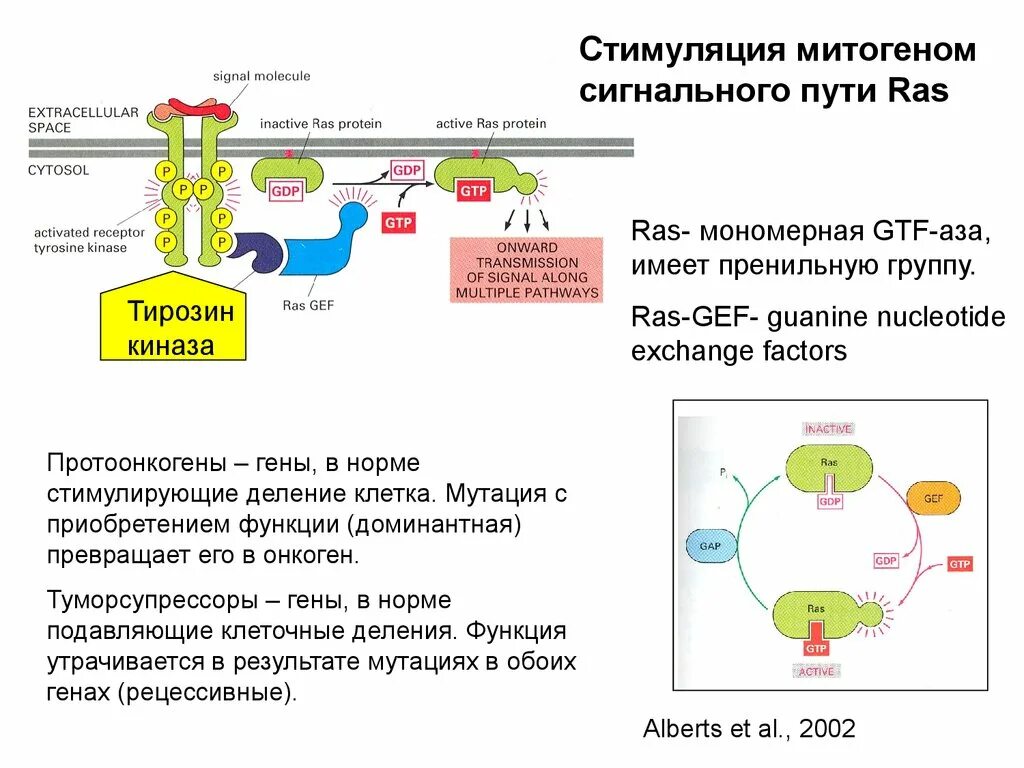 Клеточный цикл генетика. Ген апоптоза. Гены контроля клеточных делений. Сигнальный путь ras. Деление клеток стимулируют