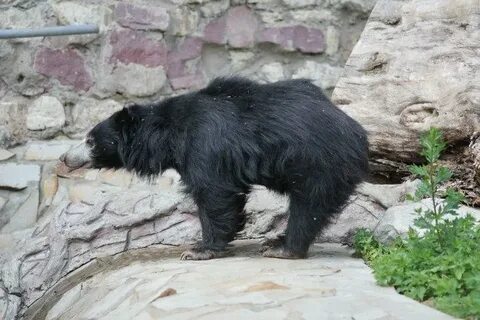 Bear москва