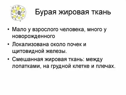 Бурый жир