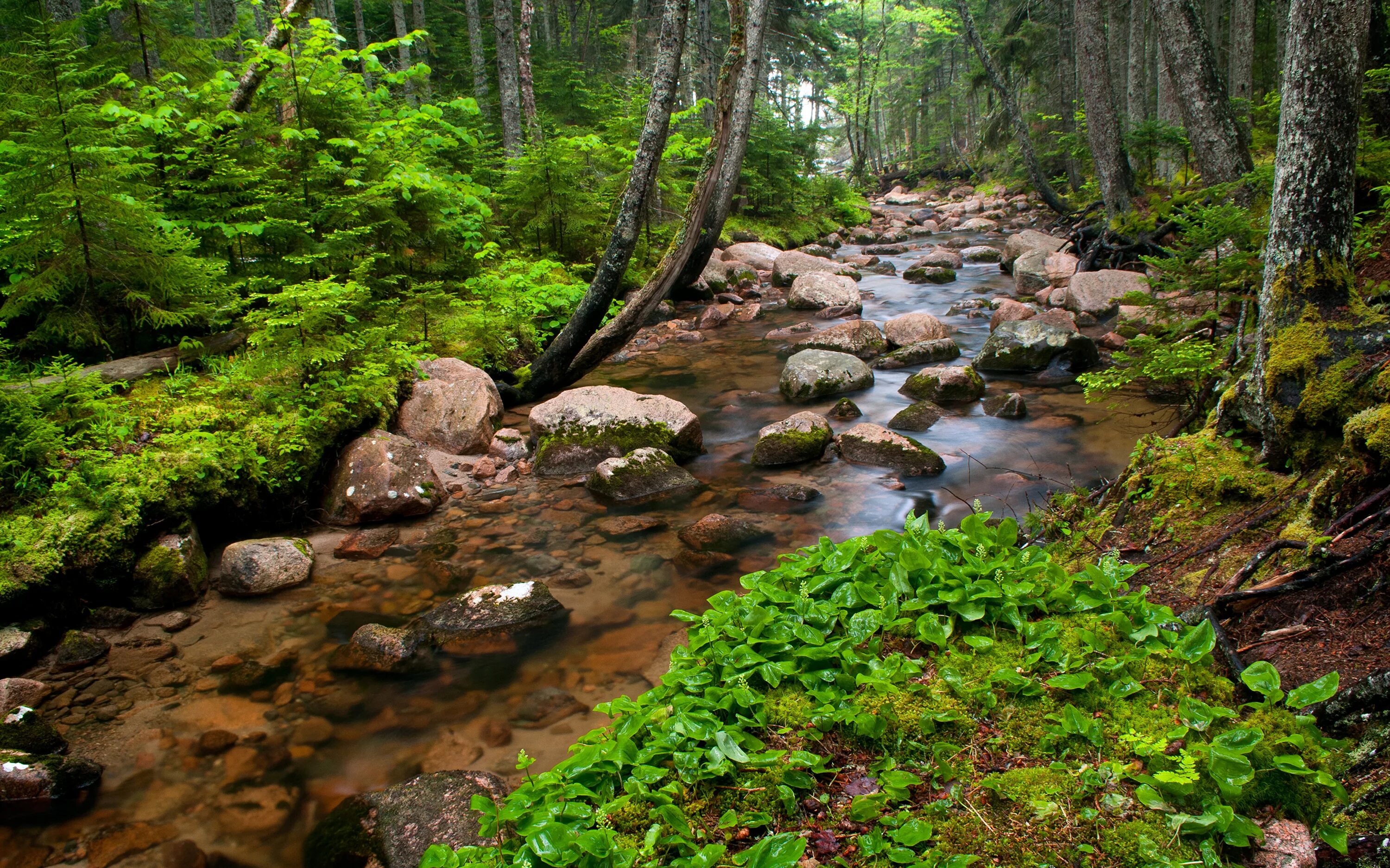 Лес ручей каменный мост мох. Ручей. Ручей маннепахкуай. Ручей максай. Ручей куянтау.