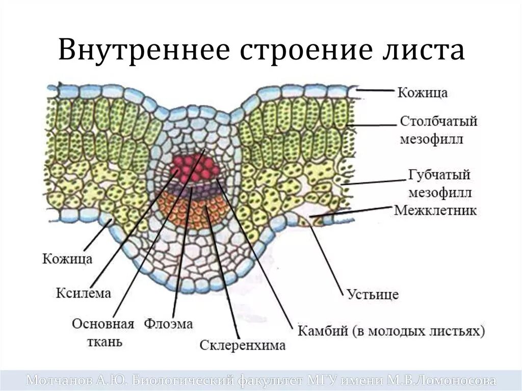 Микрофотография среза листа. Поперечный срез листовой пластинки. Ткани растений поперечный срез листа. Поперечный срез жилки листа. Внутреннее строение листа ткани.