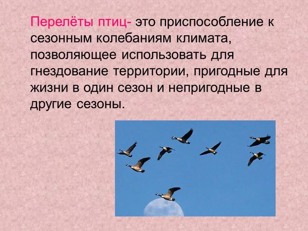 Сигналом к сезонным изменениям является. Миграция перелетов птиц. Сезонные перелеты птиц. Перелеты птиц презентация. Сезонные миграции птиц.