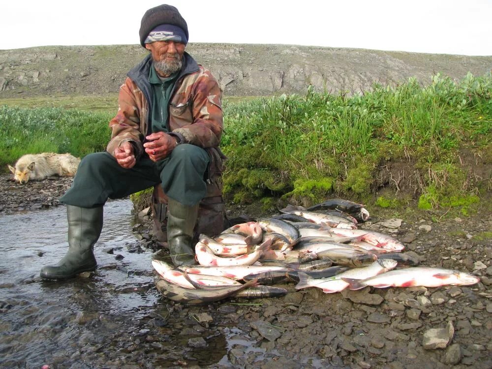 ямало-ненецкий автономный округ рыболовный промысел. рыболовство народов севера. промысел рыбы. ненцы ханты манси. промысел на севере.