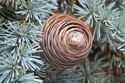 Atlas cedar