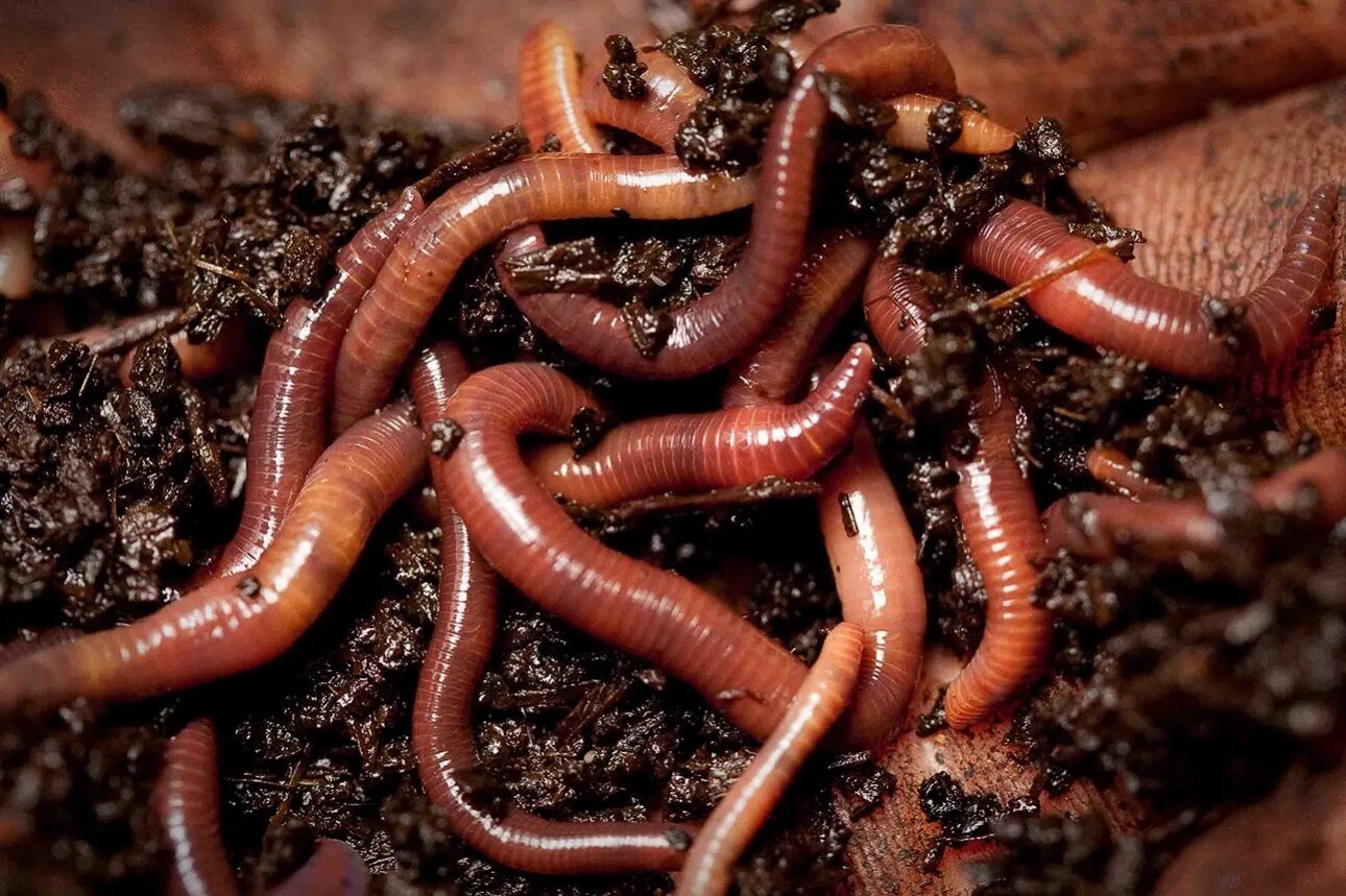 Калифорнийский червь навозный червь. Калифорнийские дождевые черви. Красный калифорнийский червь. Где живут черви