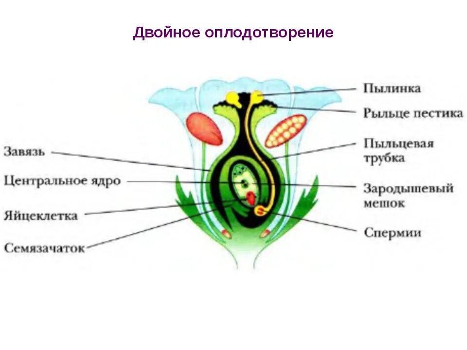 Какая часть плода развивается из стенок завязи. Схема оплодотворения у цветковых растений. Схема двойного оплодотворения у растений 6 класс. Оплодотворение схема биология. Пестик зародышевый мешок завязь семязачаток.