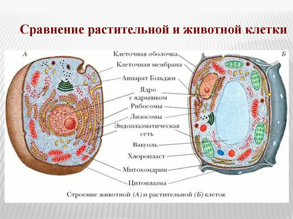 Состав клеток растений и животных. Строение живой и растительной клетки. рисунок 15 органоиды животной и растительной клетки. схема строения животной и растительной клетки. схемы строения клеток растений и животных.
