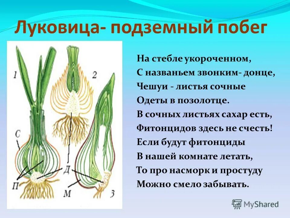Функции сочных чешуй луковицы. Донце – видоизмененный стебель луковицы?. луковица подземный побег. видоизмененные подземные побеги. клубень подземный побег.