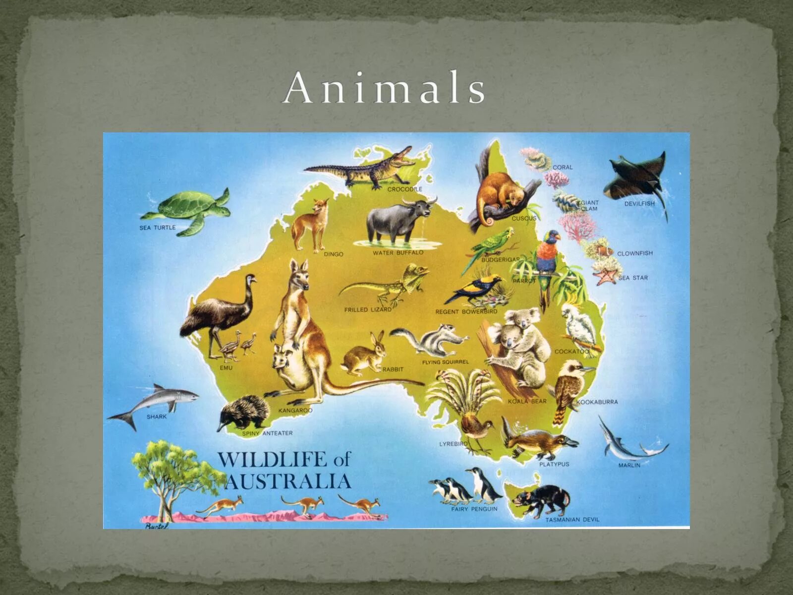 Карта животных Австралии. Австралия для дошкольников. Животные Австралии намкарте. Карта Австралии с животными. Карта земли австралии