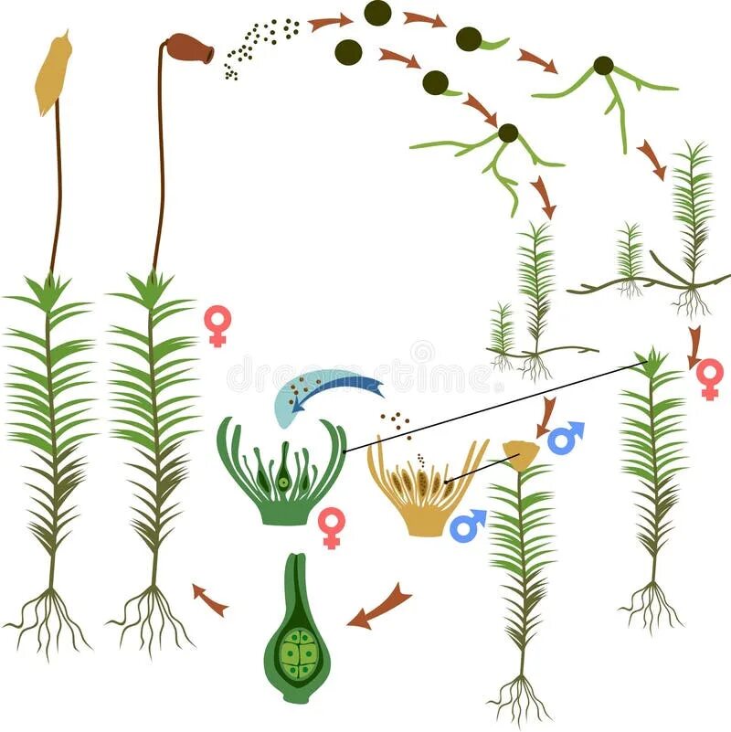 Цикл размножения кукушкина льна. Жизненный цикл мха Кукушкин лен без подписей. Цикл размножения мха Кукушкин лён. Жизненный цикл мха Кукушкин. Жизненный цикл мха Кукушкин лен.
