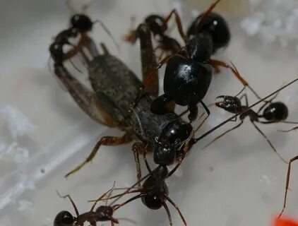 4 ants