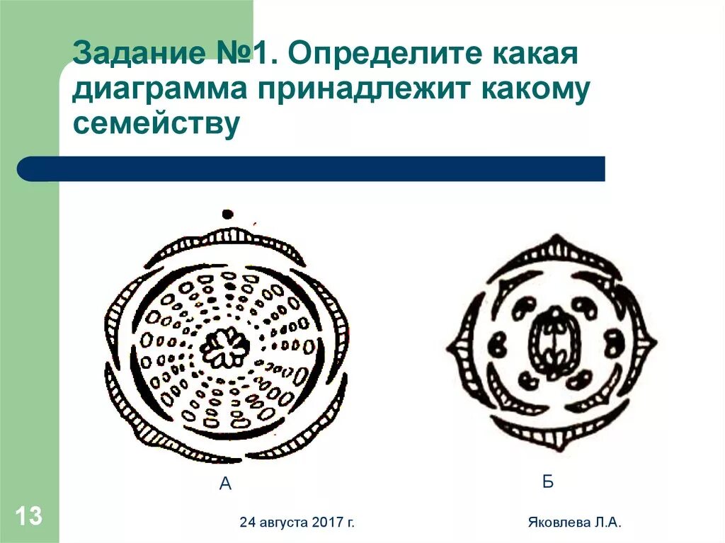 Диаграмма двудольных. Диаграмма цветка однодольных и двудольных растений. диаграммы цветков двудольных и однодольных. диаграмма цветка двудольных и однодольных. диаграммы цветков двудольных растений.