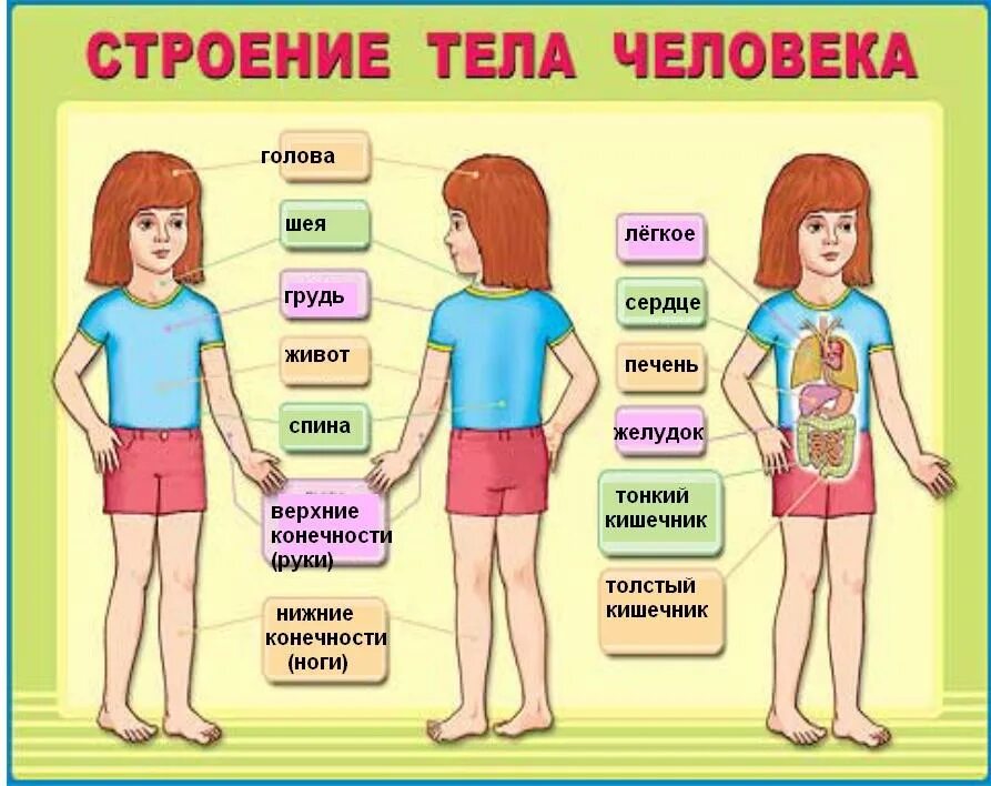 Тест строение человека 2 класс окружающий мир. Строение тела человека. Плакат строение человека. Строение тела человекк. Строение тела девочки.