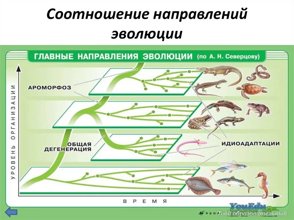 Направление эволюции биологический прогресс примеры. Главные направления эволюции ароморфоз идиоадаптация. Главные направления эволюции 9 класс биология. Схема направление эволюции биологический Прогресс. Эволюция ароморфоз идиоадаптация общая дегенерация.