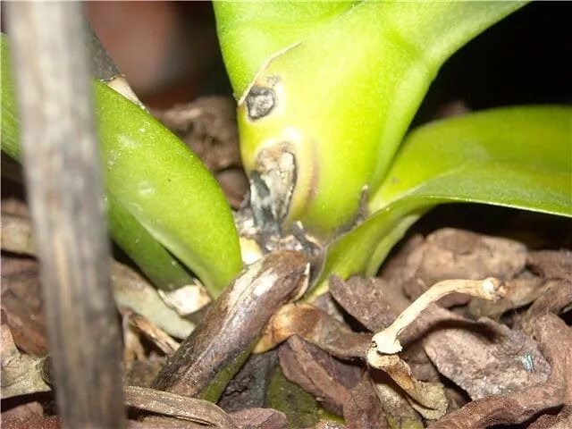болезни орхидей фаленопсисов OrchidSale