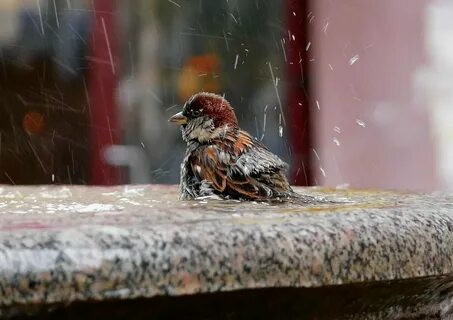 Воробей загрустил за окошком