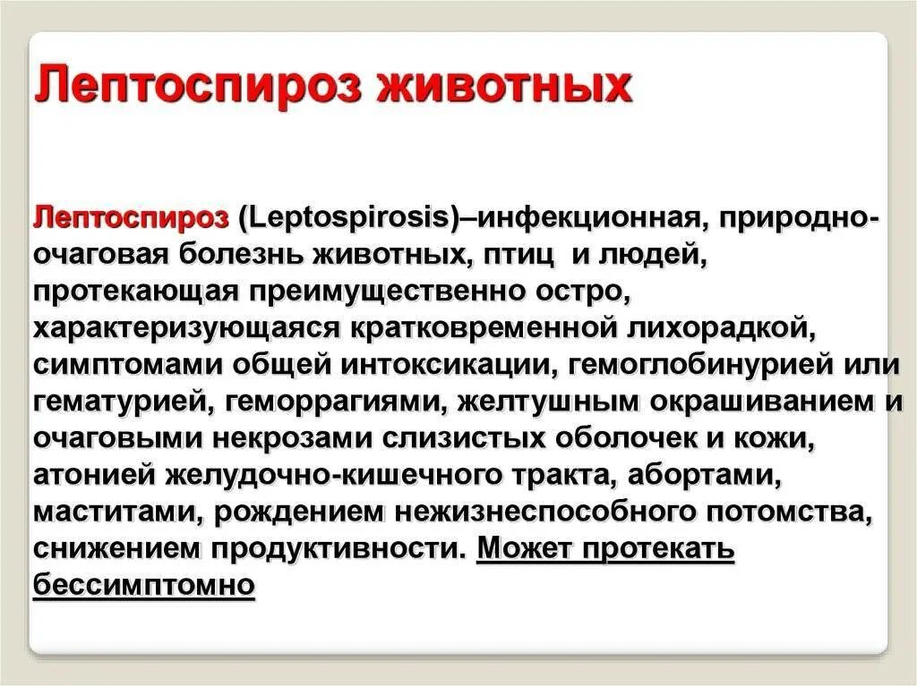 Лептоспироз это что за болезнь. Лептоспироз инфекционные болезни. Лептоспироз это инфекционное заболевание. Специфическая профилактика лептоспироза. Терапия лептоспироза.