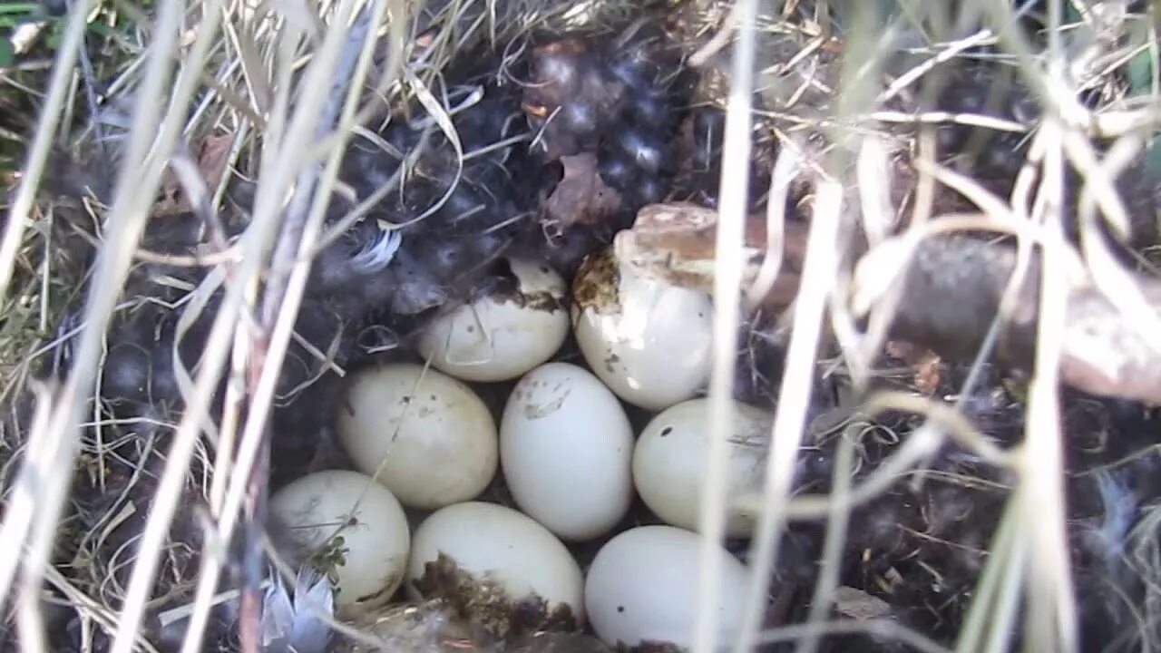 Утка кряква гнездо. Утиные яйца. Яйцо дикой утки. Гнездо кряквы. Гнездо утки кряквы.