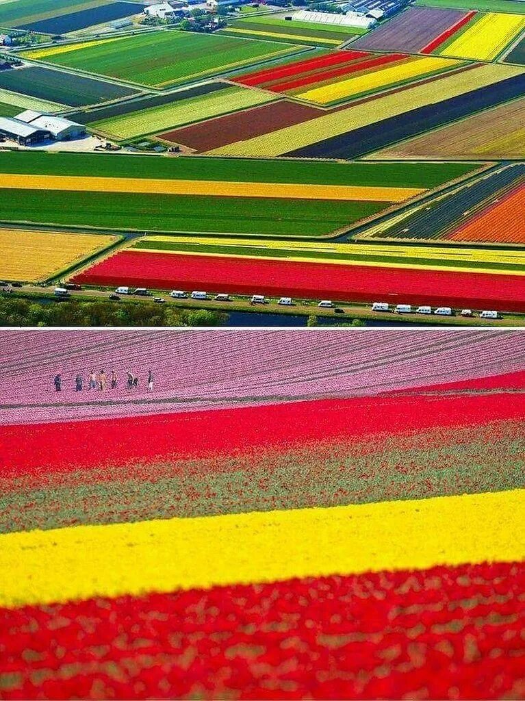 Где находится тюльпановое поле. Тюльпановые поля в Нидерландах. Тюльпановое поле Амстердам. Голландские тюльпаны поля Голландии тюльпановые поля Голландии.