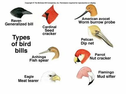 Birds bill