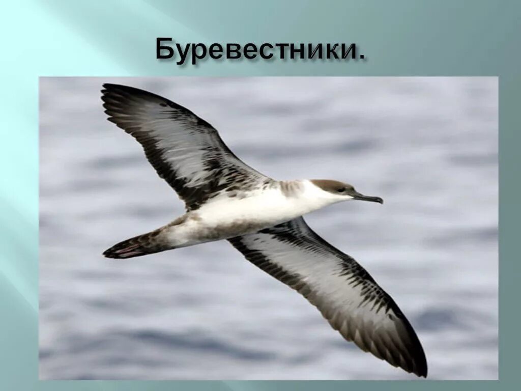 Буревестник 8. Буревестник птица. Органический мир Антарктиды. Буревестник Антарктида презентация. Сообщение о Буревестнике.