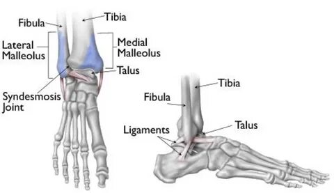 Fractura pedis transversa