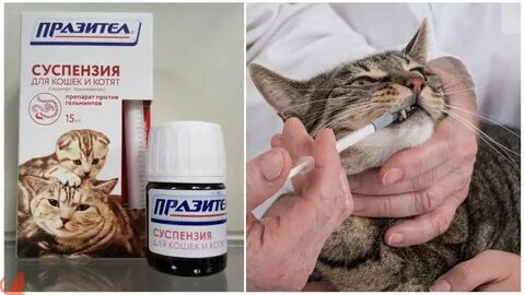 Чем лечить кота от глистов