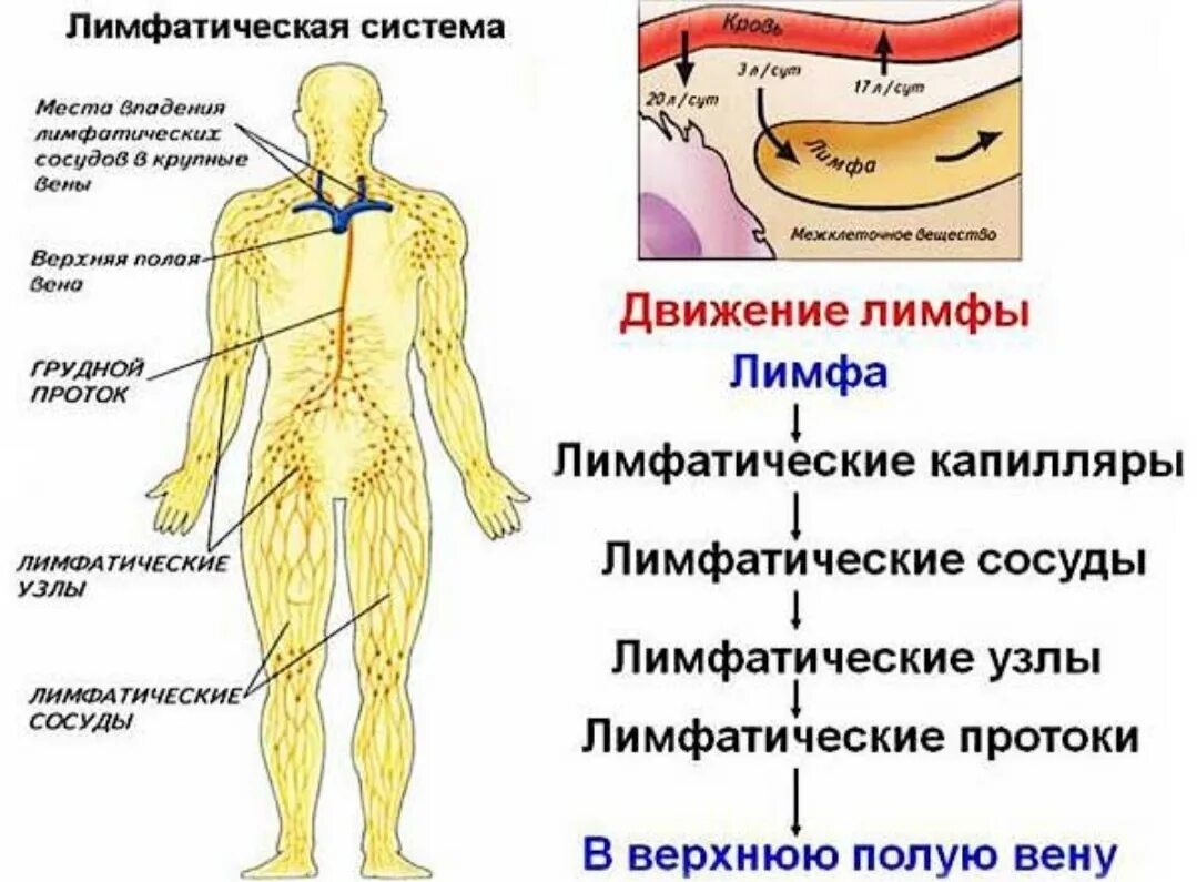 Как образуется лимфа и куда она оттекает. Отток лимфы в организме человека схема. лимфатическая система человека схема движения лимфы анатомия. структура лимфатической системы схема. схема строения лимфатического сосуда.