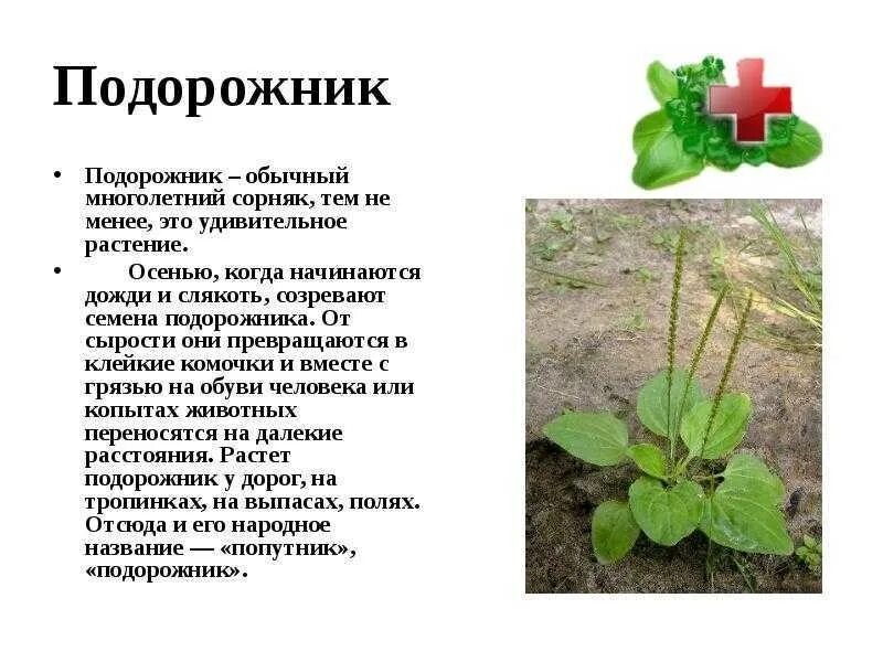 Почему растение подорожник так названо текст. Подорожник сведения о растении. подорожник лекарственное растение. подорожник многолетнее растение?. сообщение о растении подорожник.