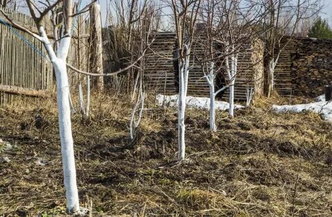 Побелка деревьев осенью