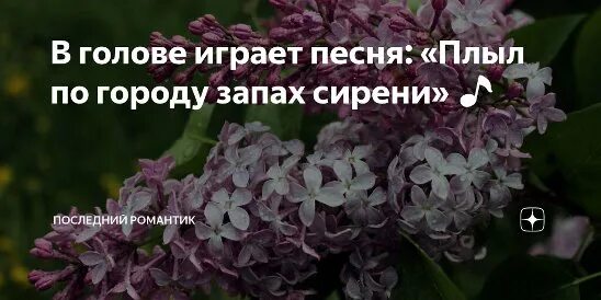 Запах сирени. Шел по городу запах сирени. Пахнет свежестью сирени бунин. Плыл по городу запах сирени. Плыл по городу запах сирени.