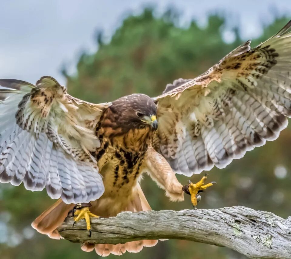 Хищные птицы значение. Дневные хищники представители. Хищные птицы значение. Хищные птицы значение. Хищные птицы значение.